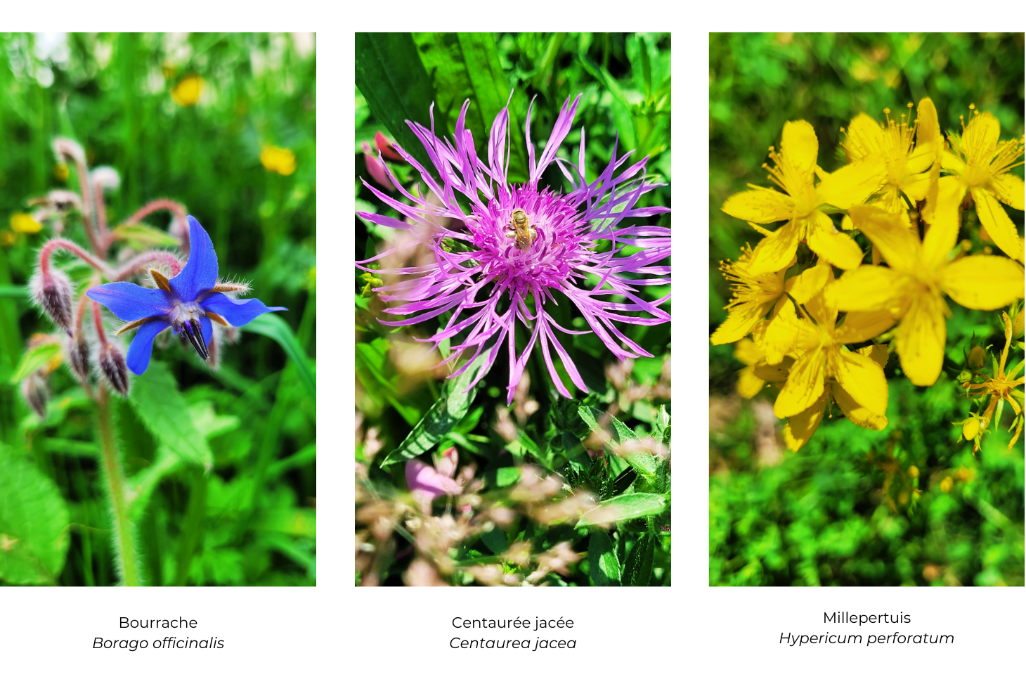 Fleurs